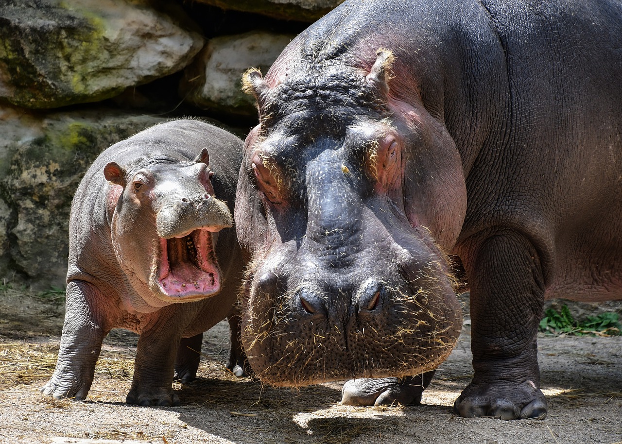 Pablo Escobar's hippos will be killed