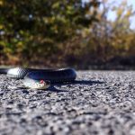 7 Effective and Natural Tips to Get Rid of Snakes in Your Garden